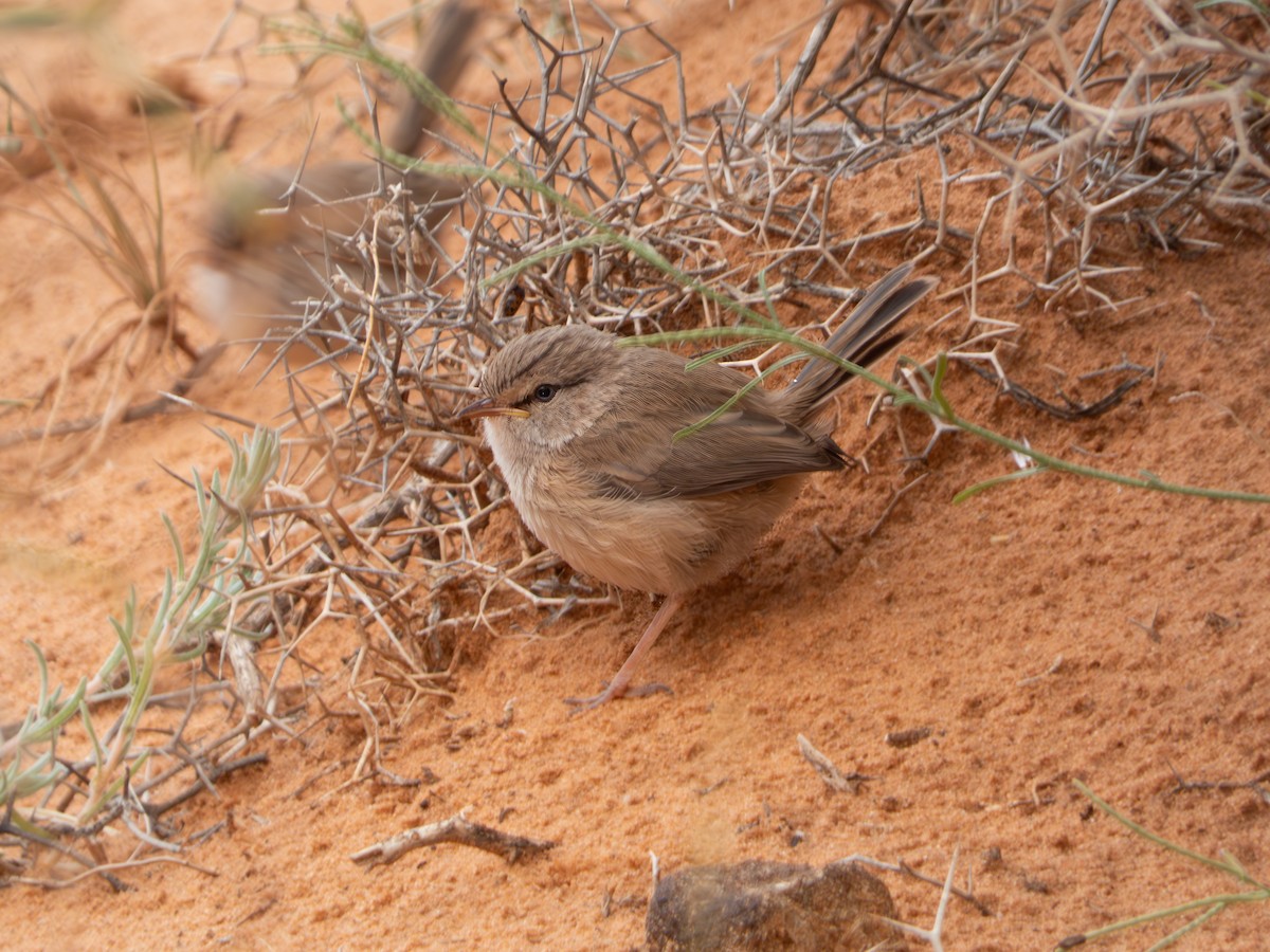 Scrub Warbler - ML642722809