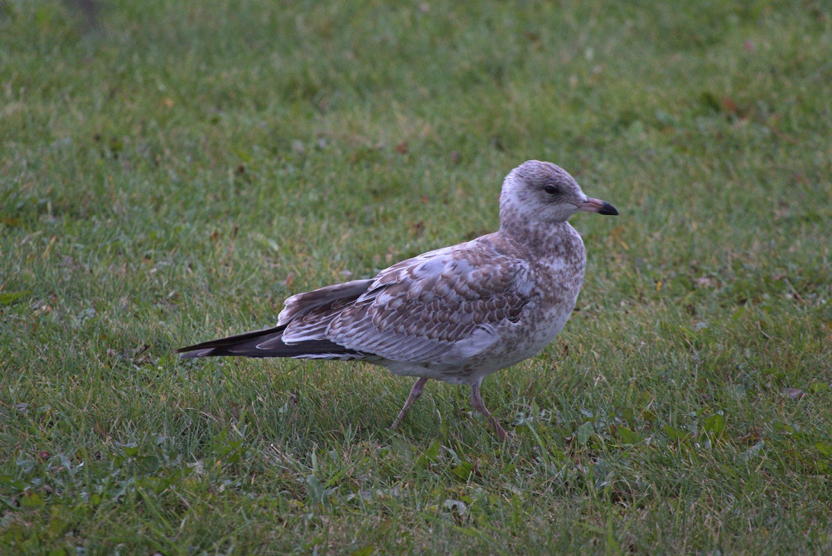 Ring-billed Gull - ML642722815