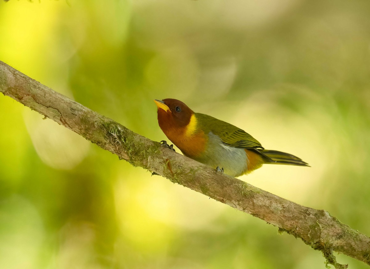 Rufous-headed Tanager - ML642722834