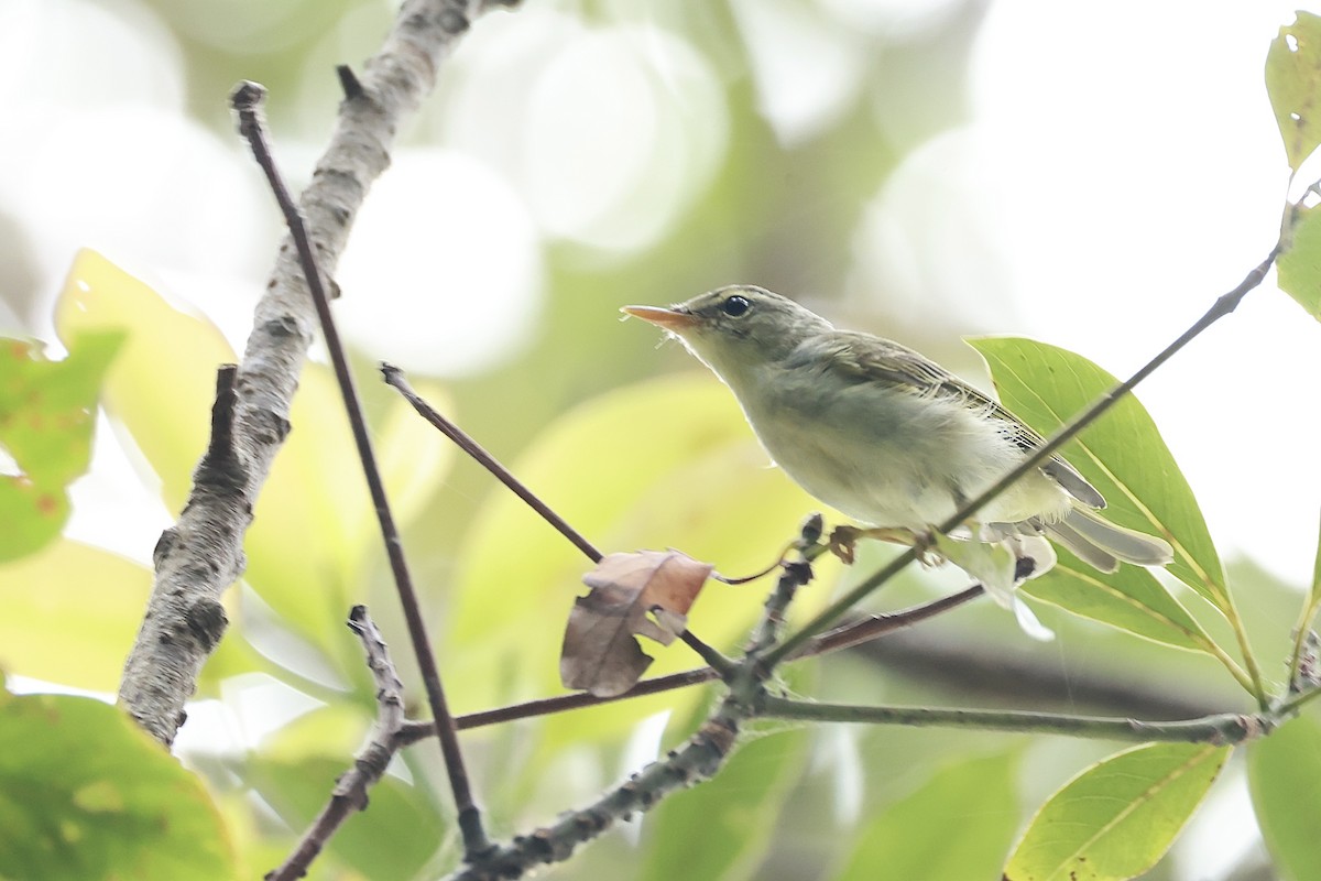 Ijima's Leaf Warbler - ML642722848
