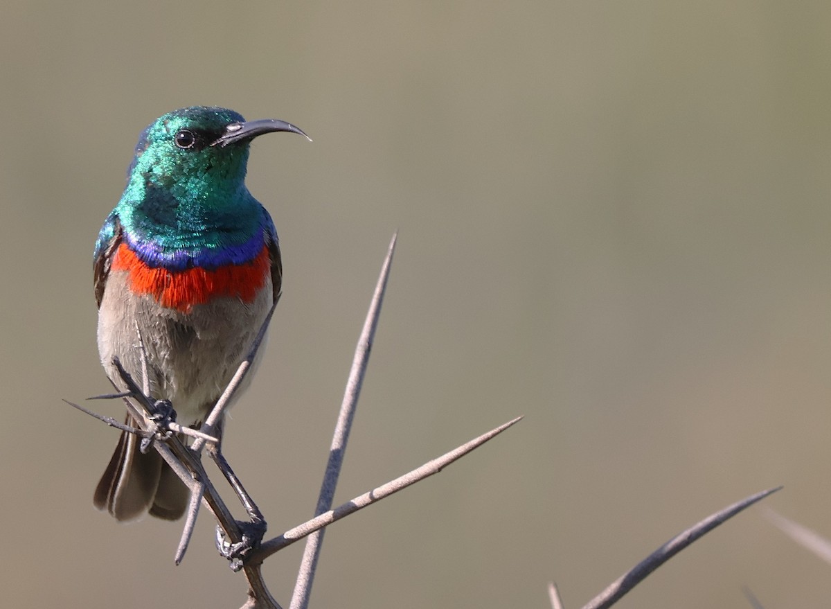Southern Double-collared Sunbird - ML642722876