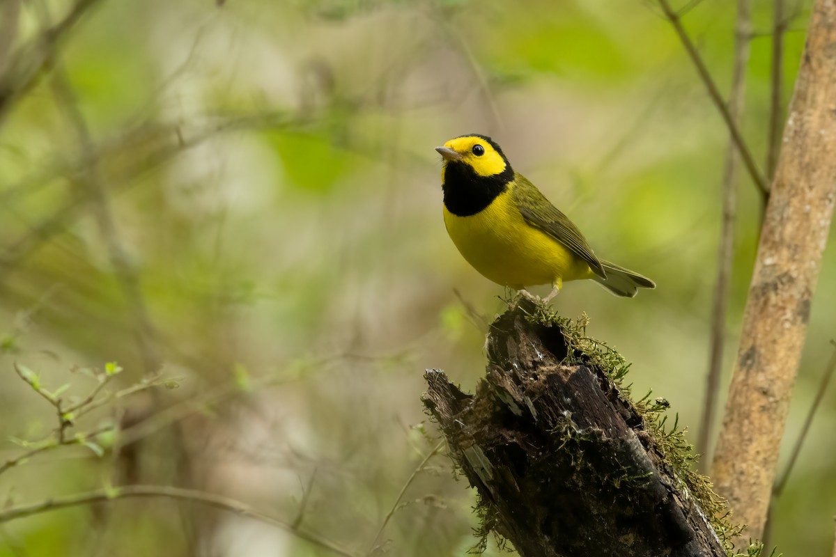 Hooded Warbler - ML642722889
