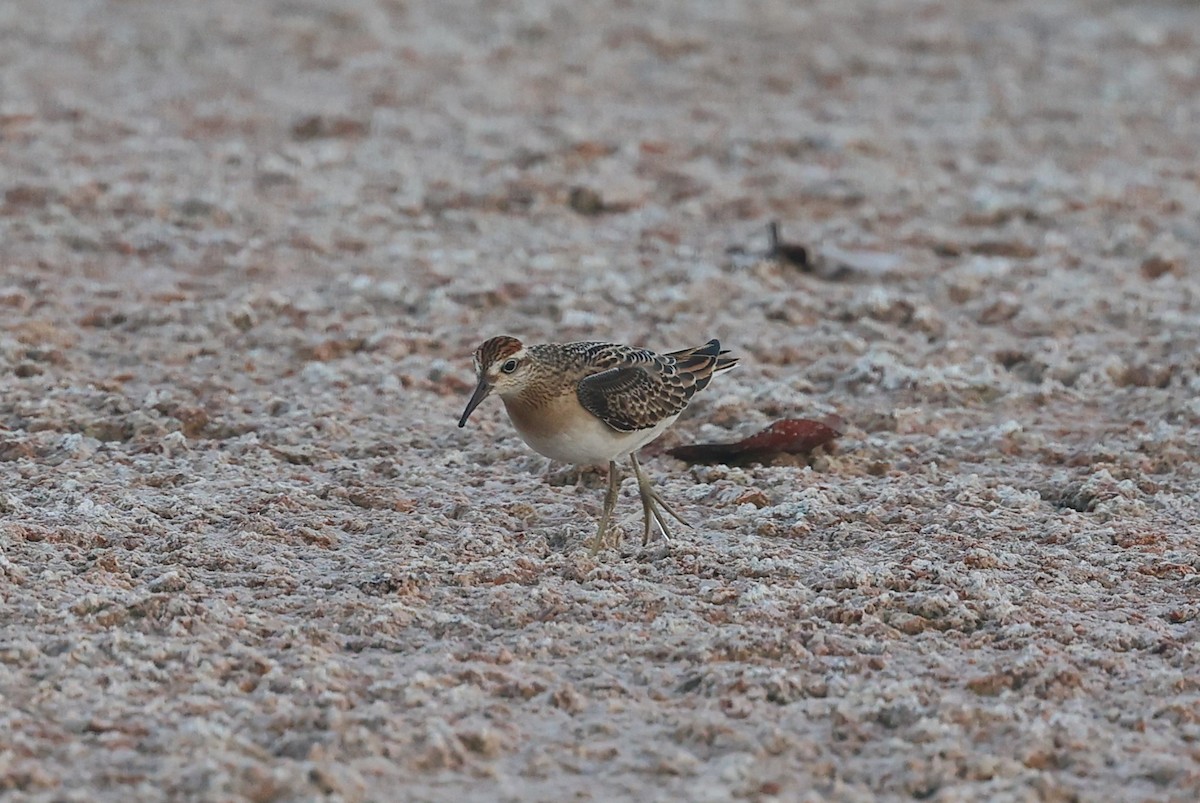 Sharp-tailed Sandpiper - ML642722910