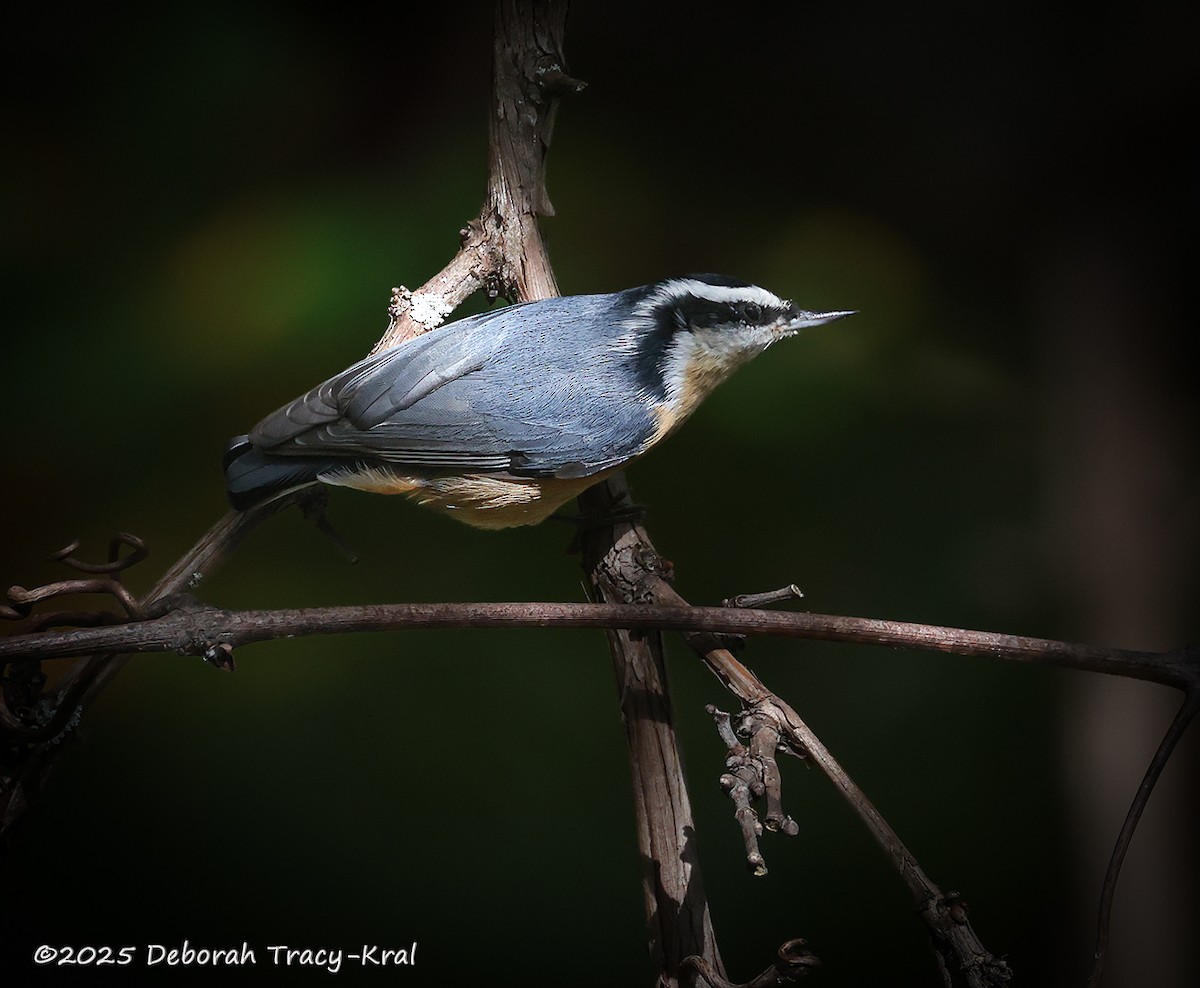 Red-breasted Nuthatch - ML642722911