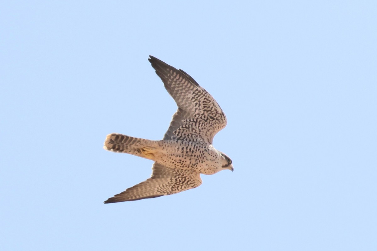 Lanner Falcon - ML642722914