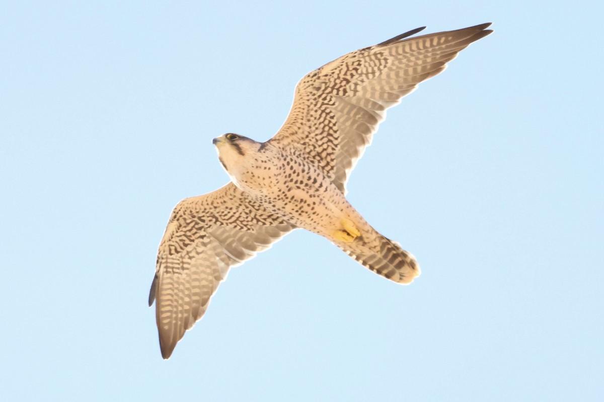 Lanner Falcon - ML642722915