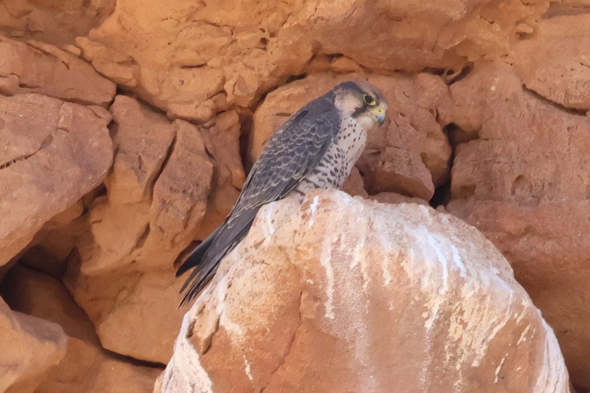 Lanner Falcon - ML642722916