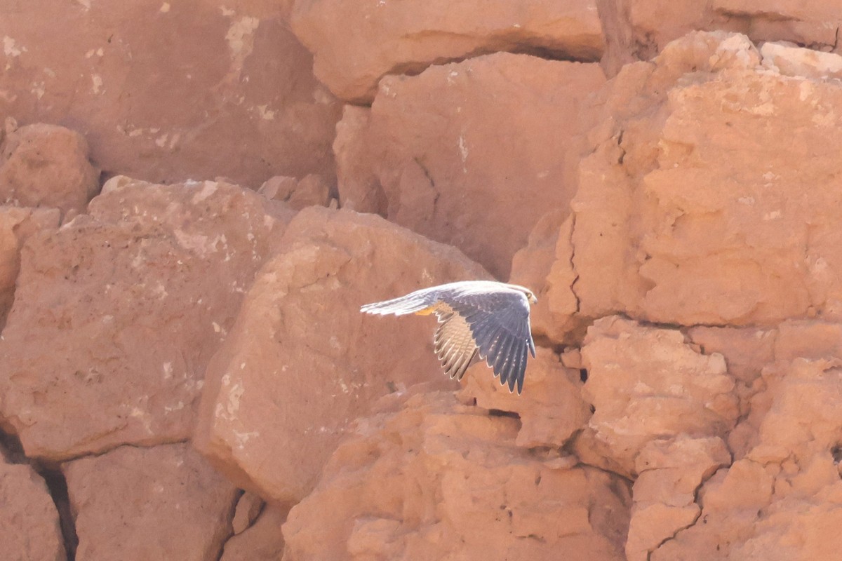 Lanner Falcon - ML642722917