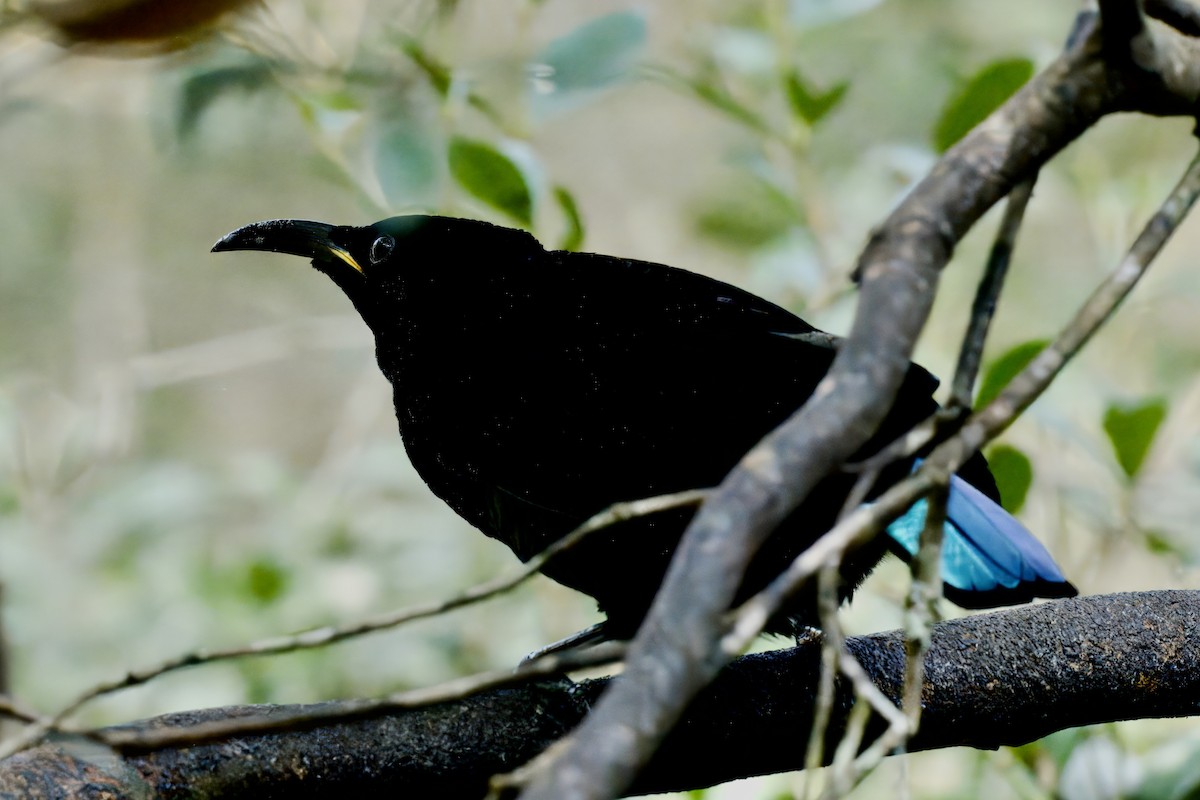 Victoria's Riflebird - ML642722928