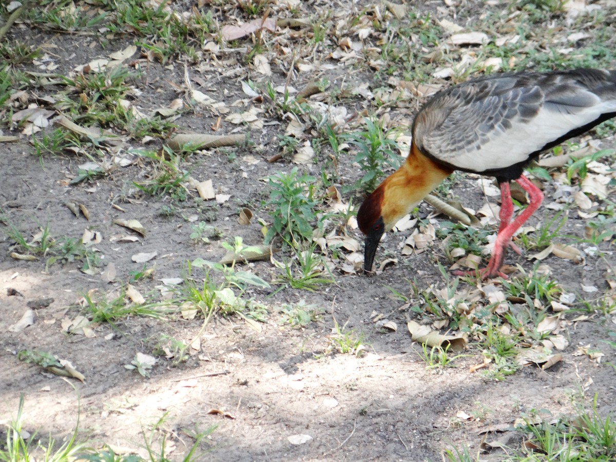 Buff-necked Ibis - ML642722934