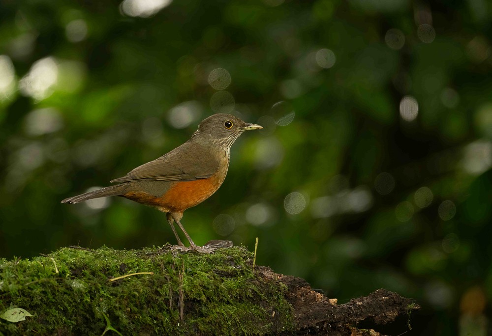 Rufous-bellied Thrush - ML642722940