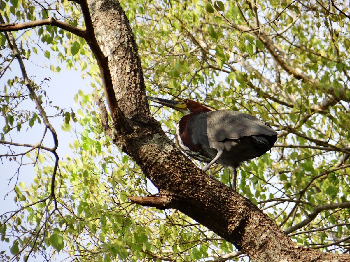 Rufescent Tiger-Heron - ML642722942