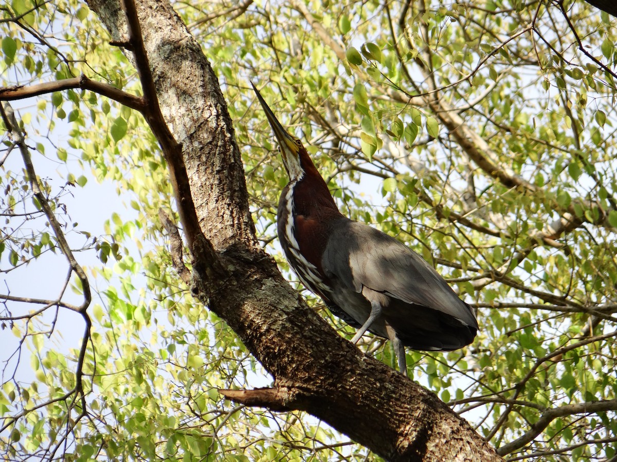 Rufescent Tiger-Heron - ML642722943