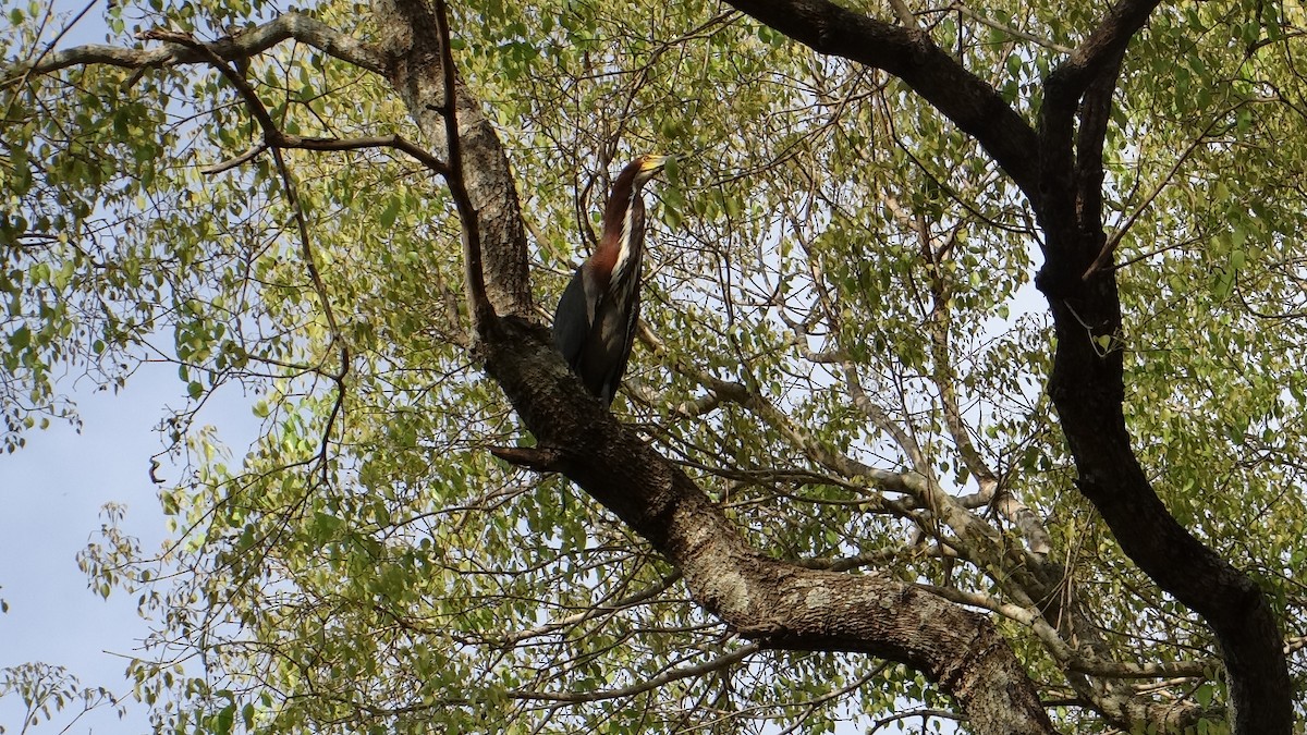 Rufescent Tiger-Heron - ML642722946