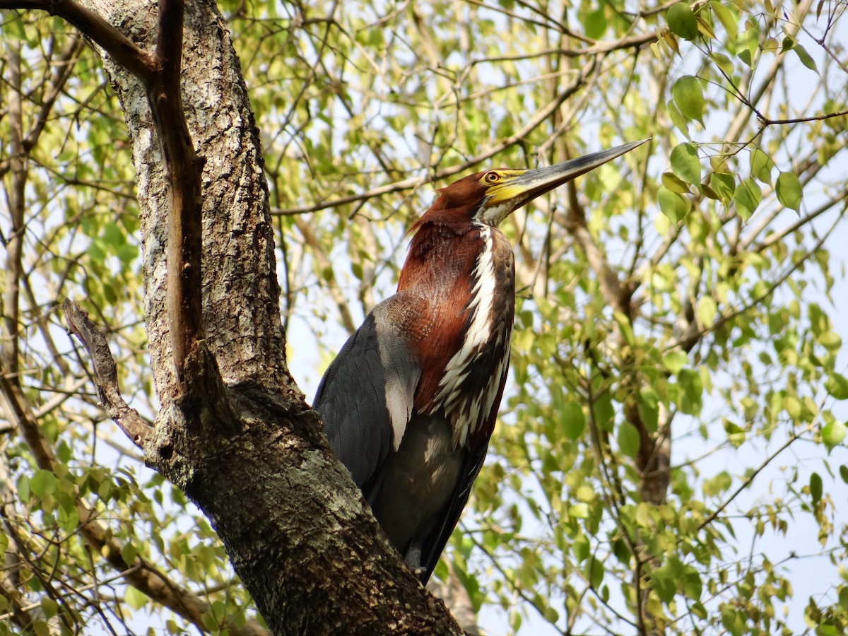 Rufescent Tiger-Heron - ML642722947