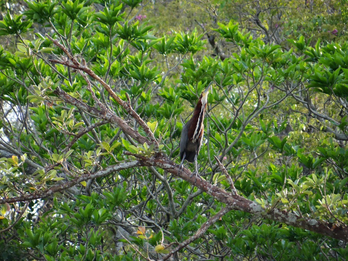 Rufescent Tiger-Heron - ML642722948