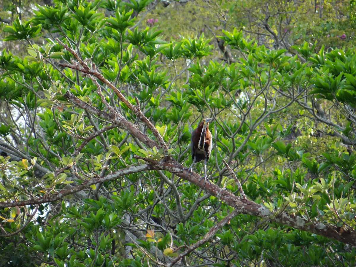 Rufescent Tiger-Heron - ML642722949