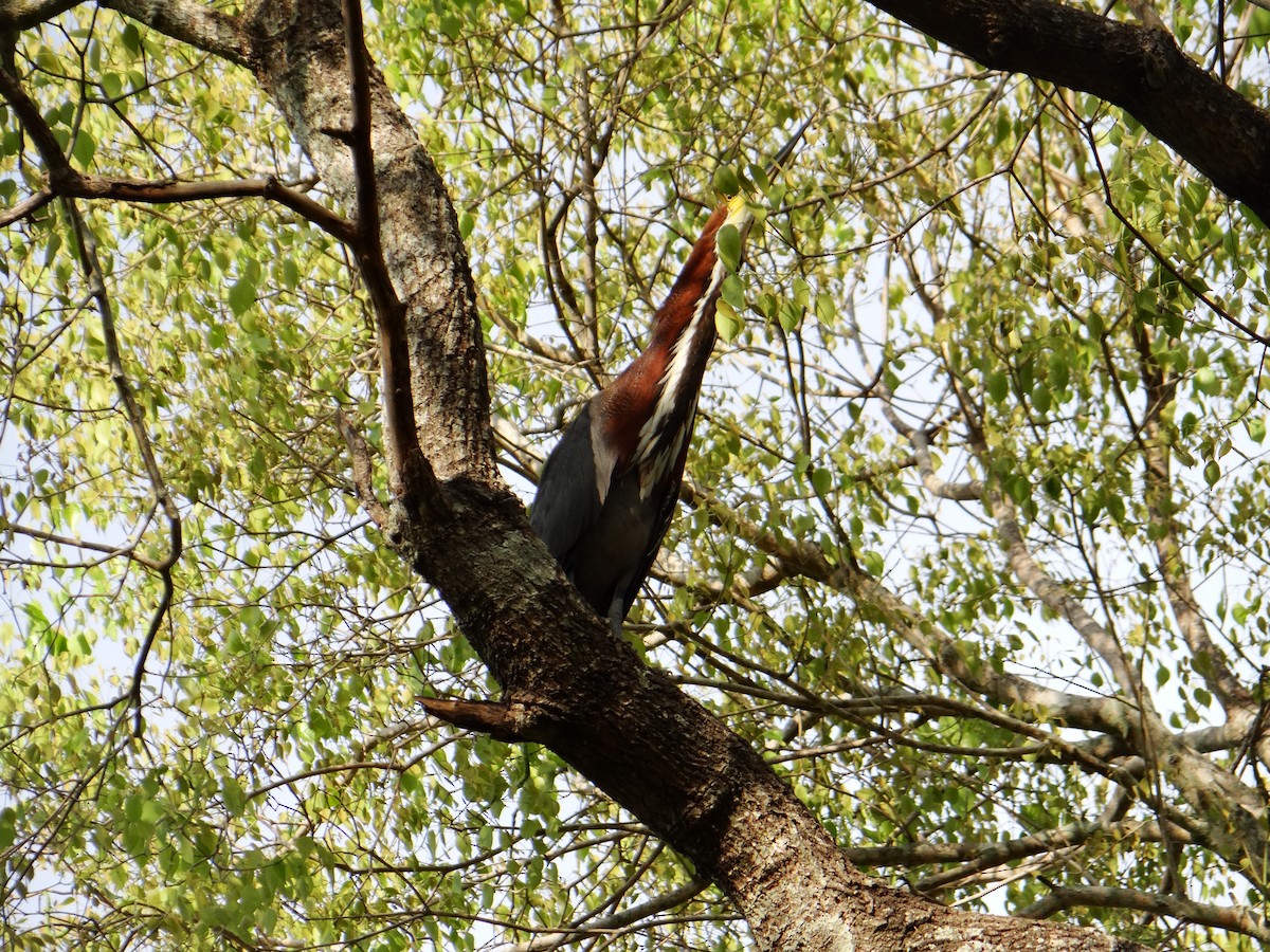 Rufescent Tiger-Heron - ML642722950