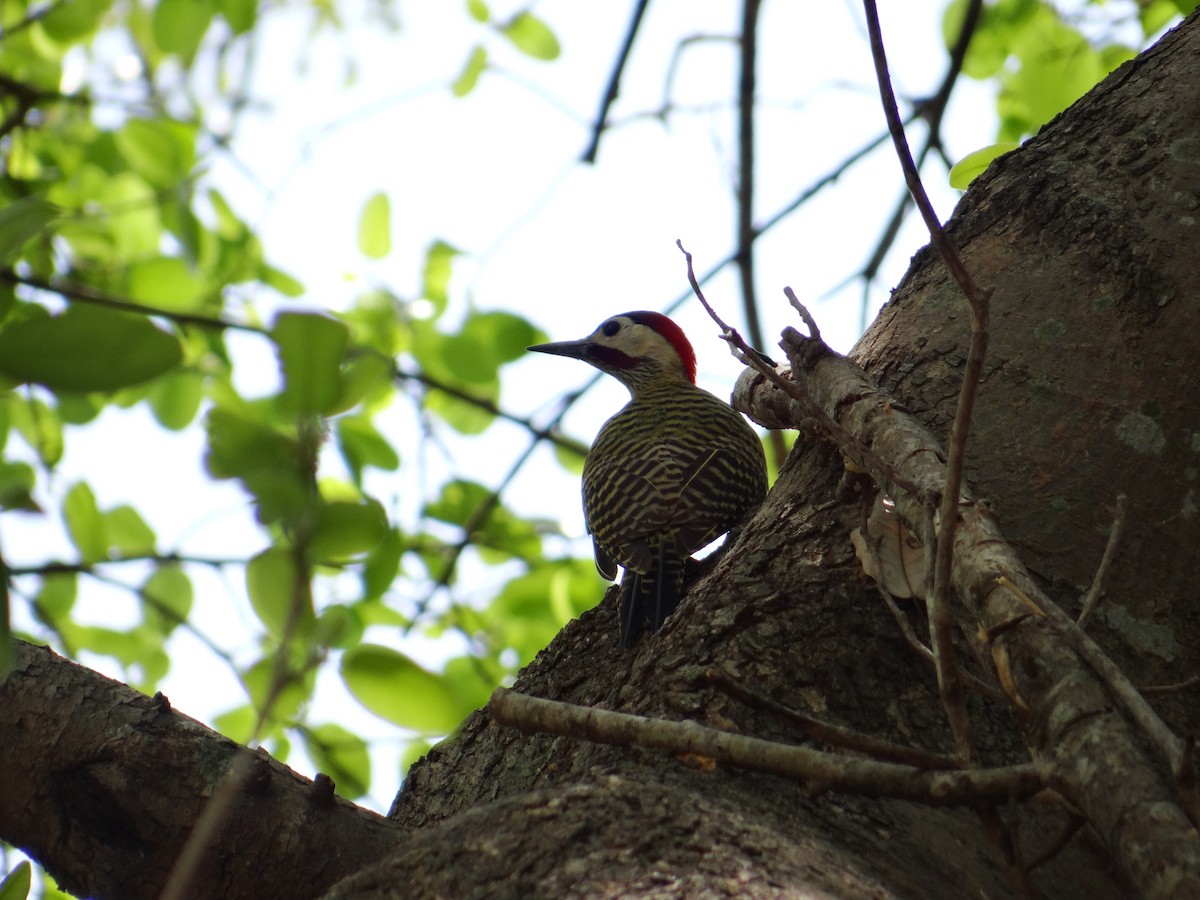 Green-barred Woodpecker - ML642722966