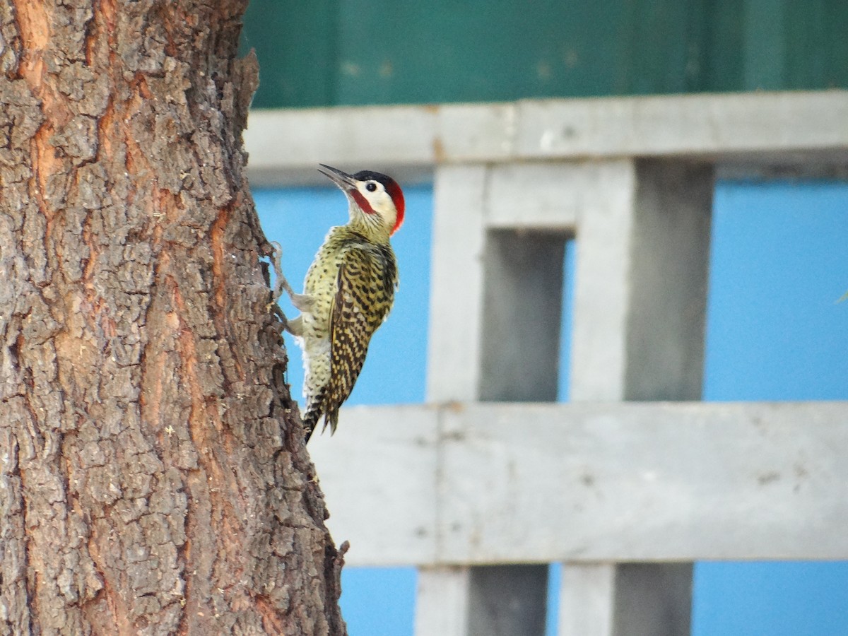 Green-barred Woodpecker - ML642722967