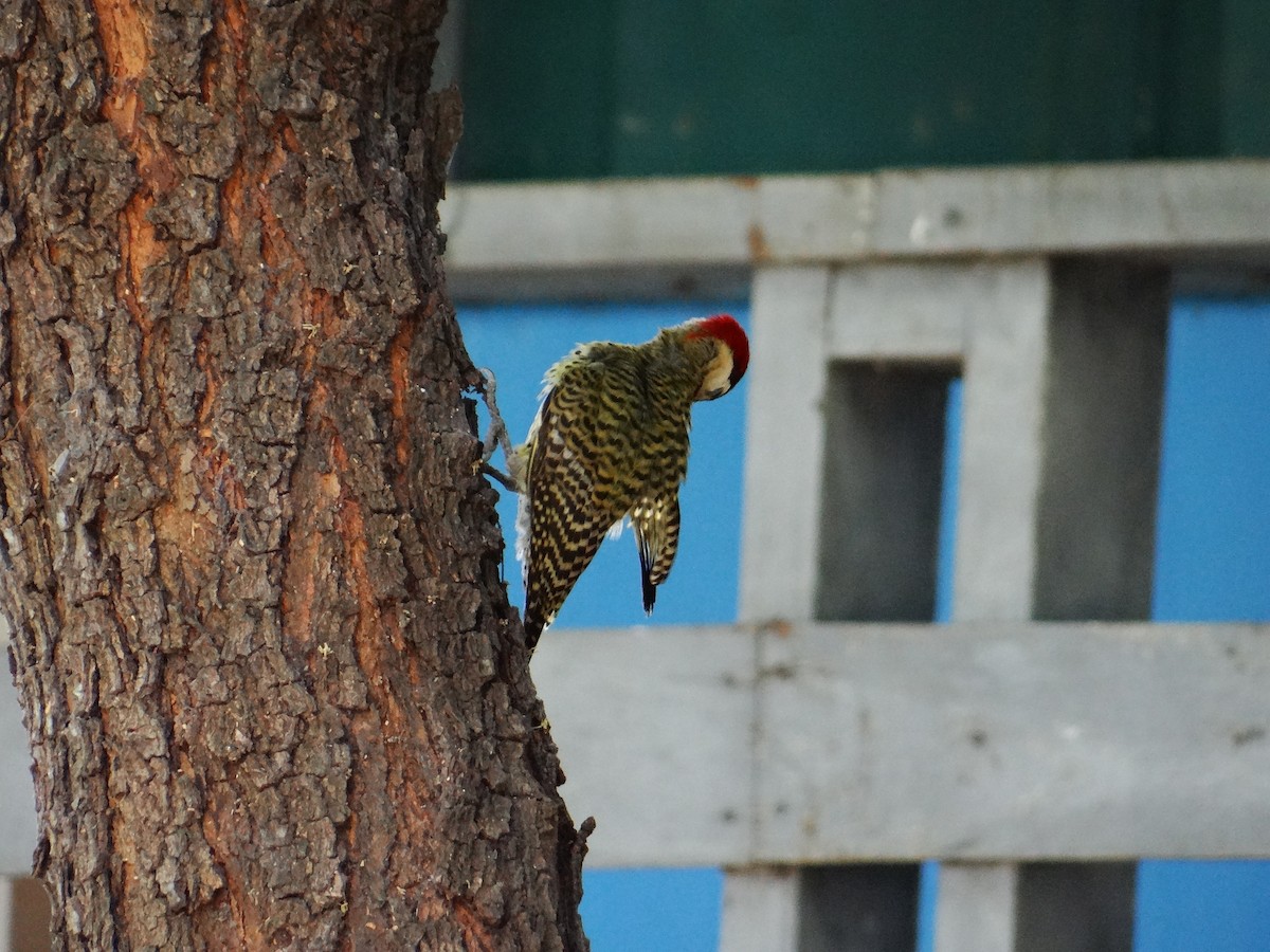 Green-barred Woodpecker - ML642722969