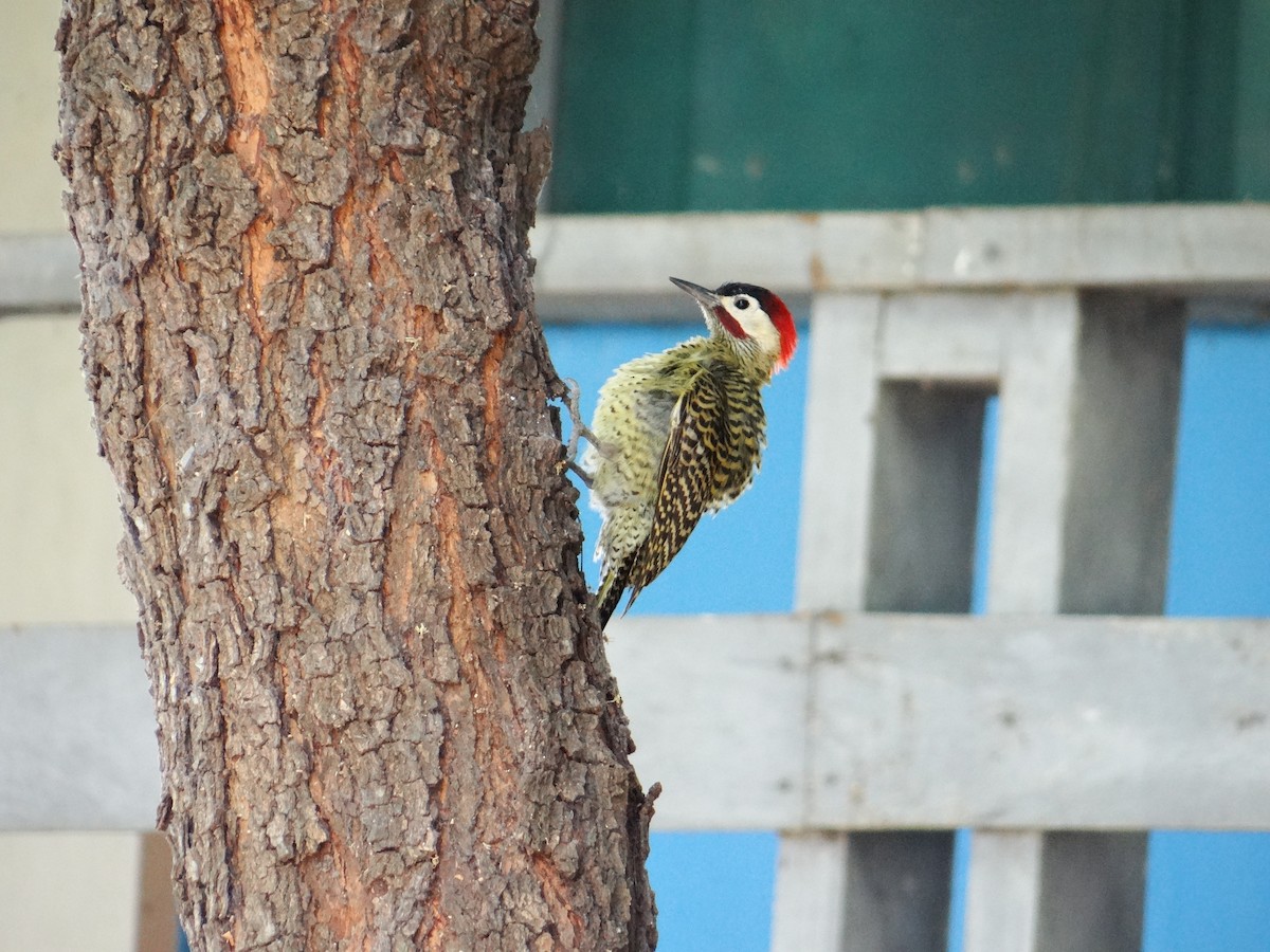 Green-barred Woodpecker - ML642722970