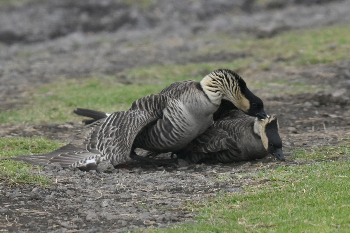 Hawaiian Goose - ML642722972