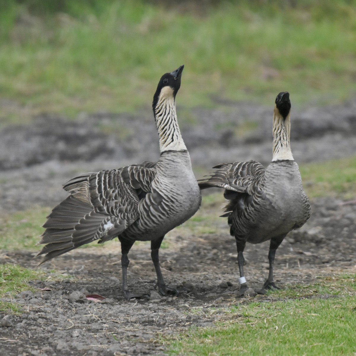 Hawaiian Goose - ML642722973