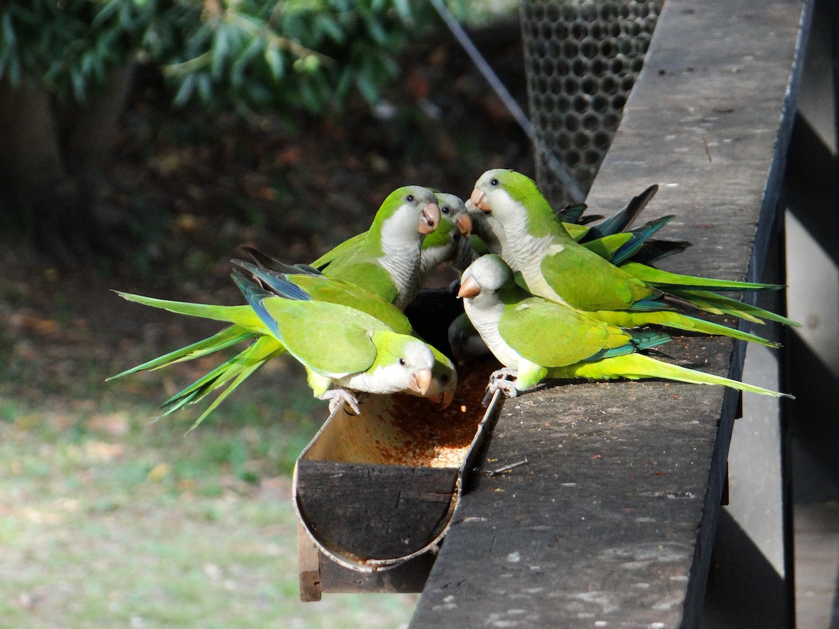 Monk Parakeet - ML642722989