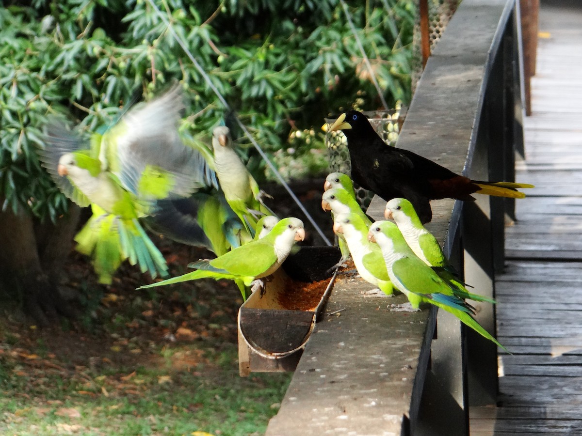 Monk Parakeet - ML642722990