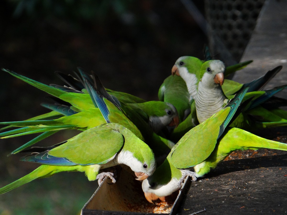 Monk Parakeet - ML642722991