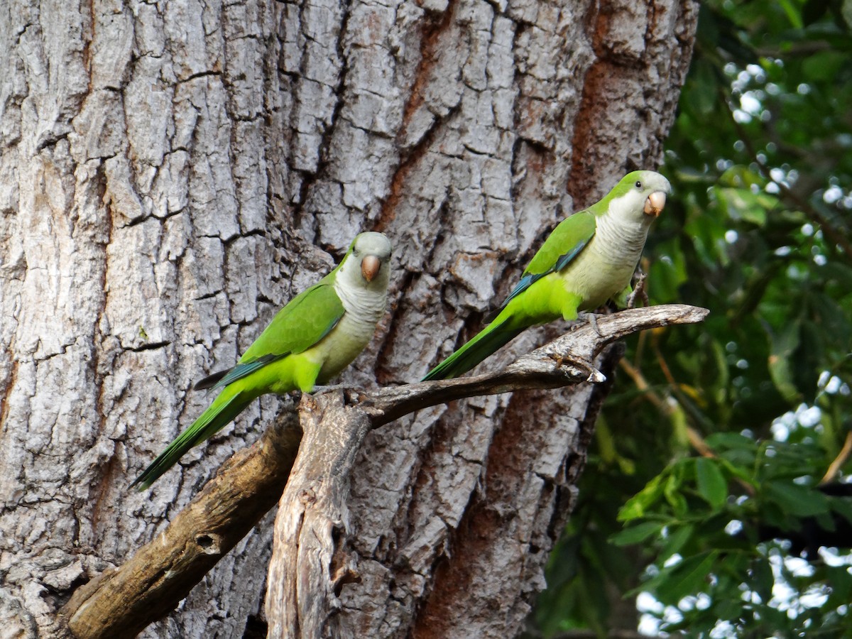 Monk Parakeet - ML642722992