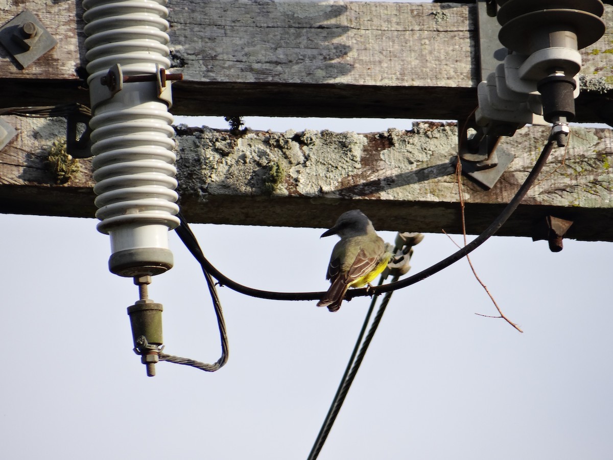 Tropical Kingbird - ML642722998