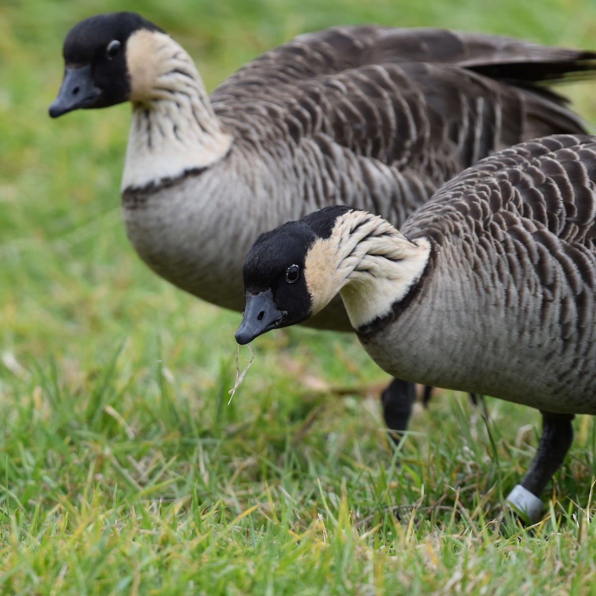 Hawaiian Goose - ML642723002