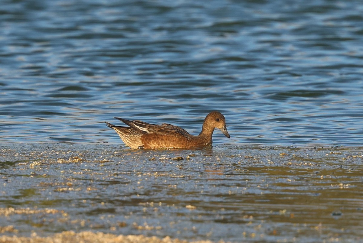 Eurasian/American Wigeon - ML642723003