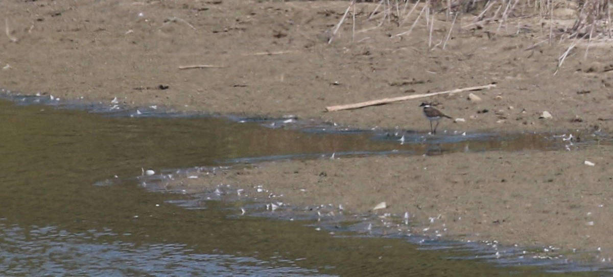 Killdeer - ML642723008