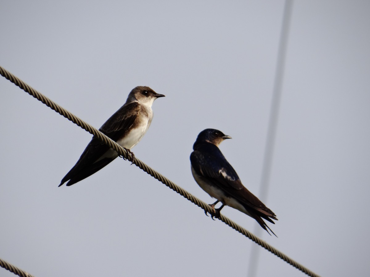 Brown-chested Martin - ML642723016
