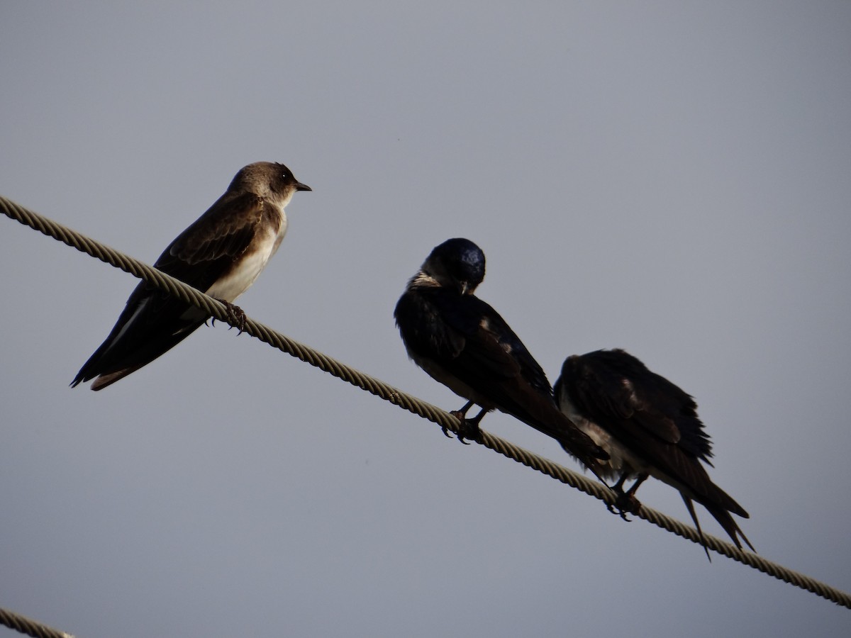 Brown-chested Martin - ML642723017