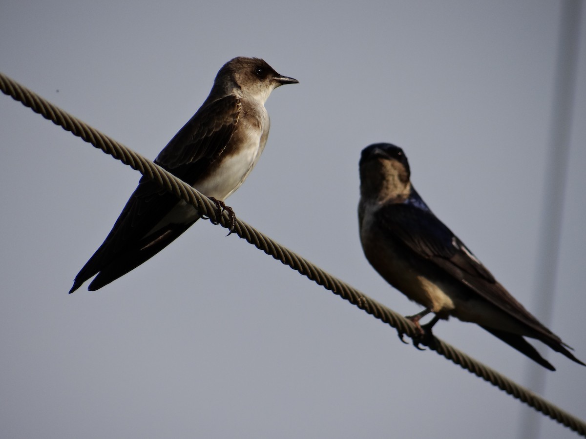 Brown-chested Martin - ML642723018