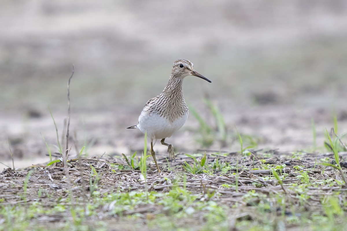 Pectoral Sandpiper - ML642723020