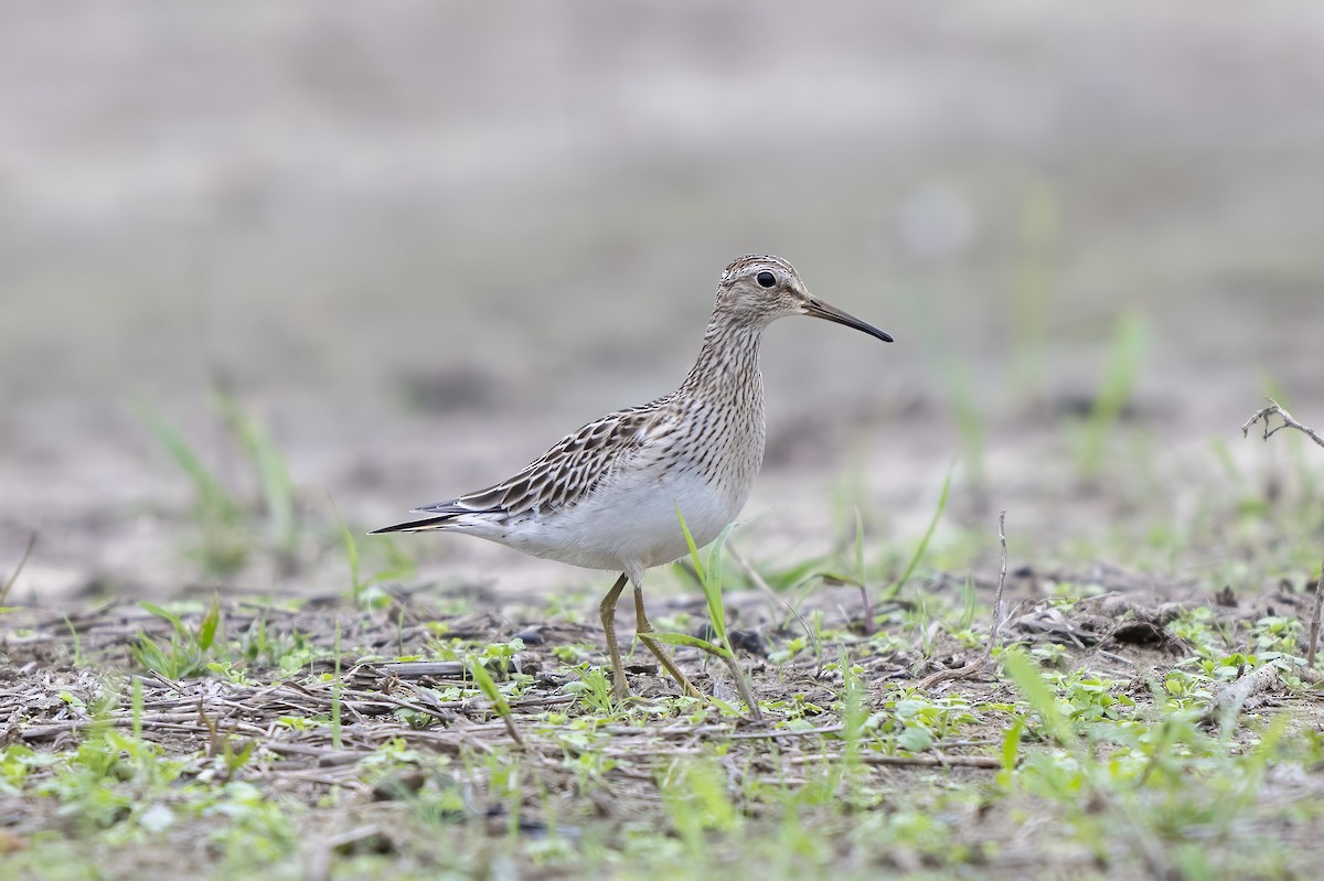 Pectoral Sandpiper - ML642723022