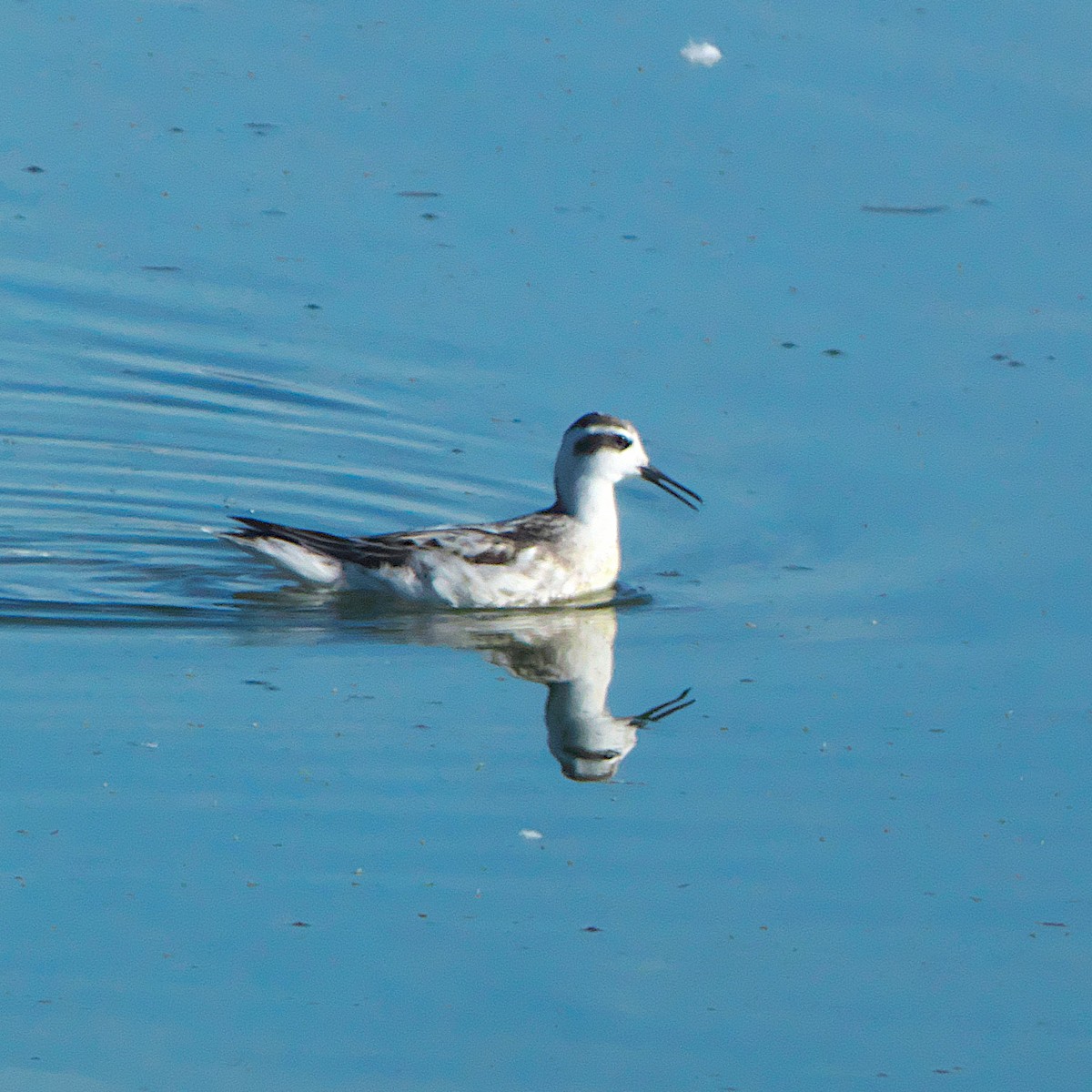 svømmesnipe - ML642723026