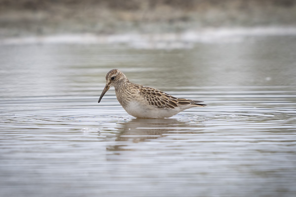 Pectoral Sandpiper - ML642723028