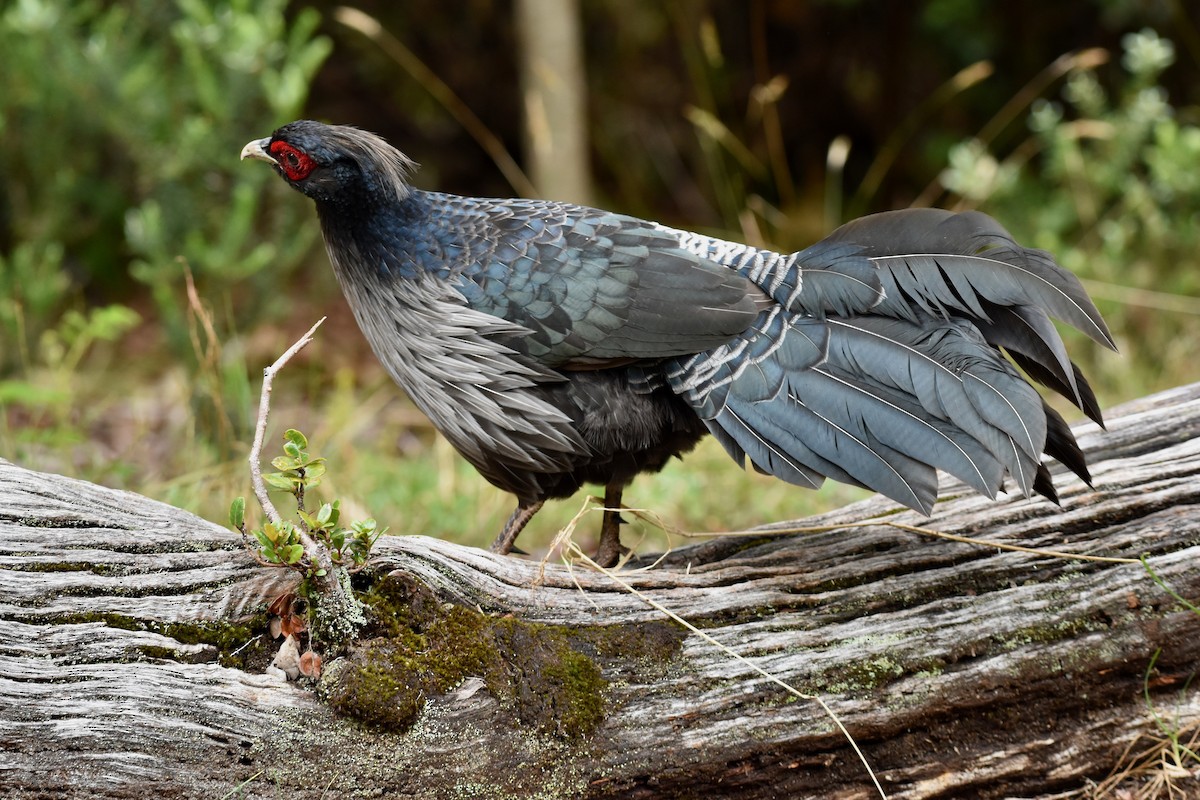 Kalij Pheasant - ML642723037