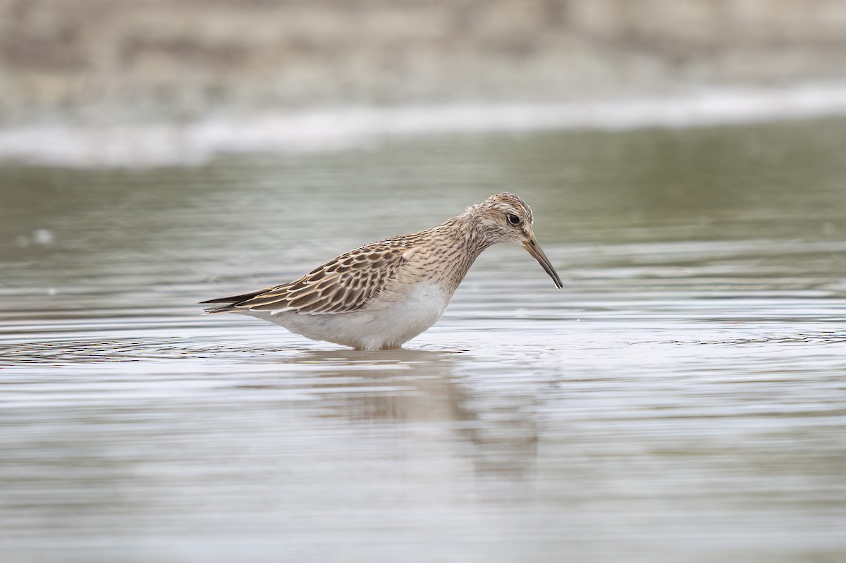 Pectoral Sandpiper - ML642723039