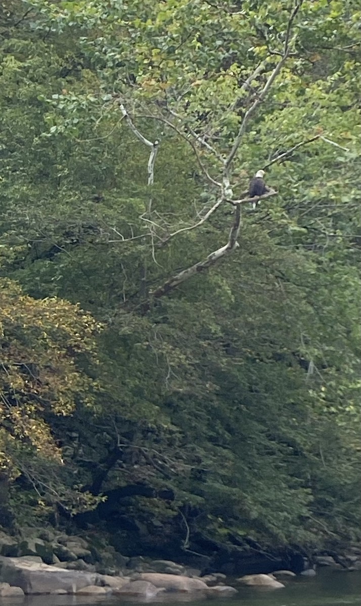 Bald Eagle - ML642723047