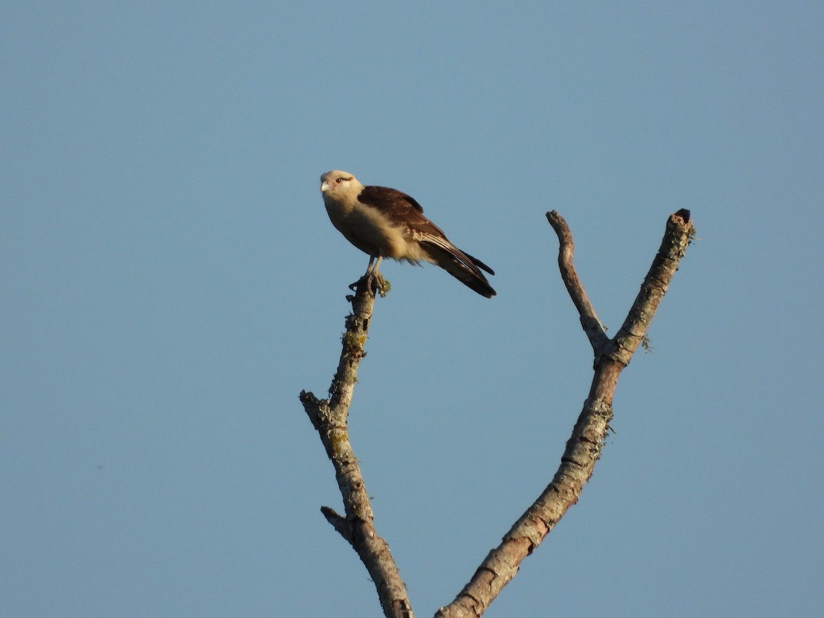Yellow-headed Caracara - ML642723050