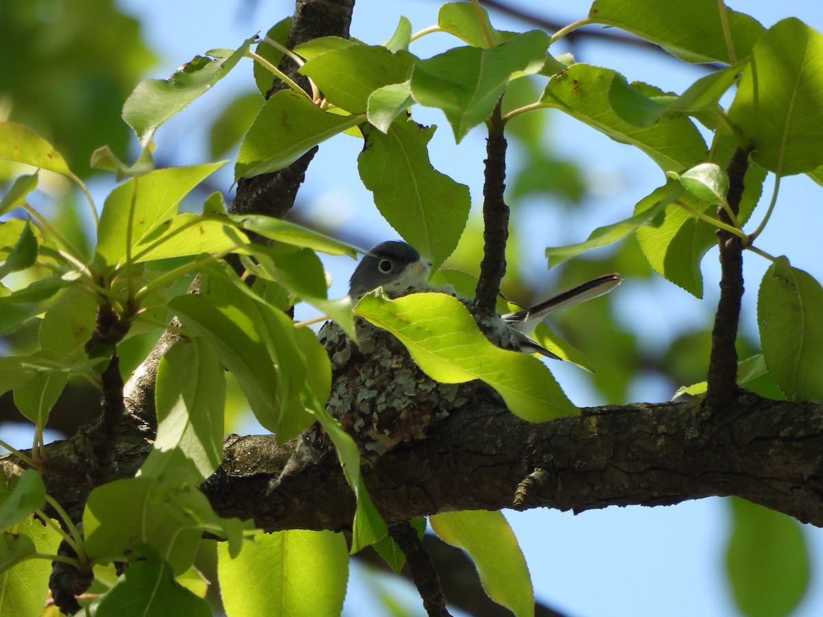 Blue-gray Gnatcatcher - ML642723061