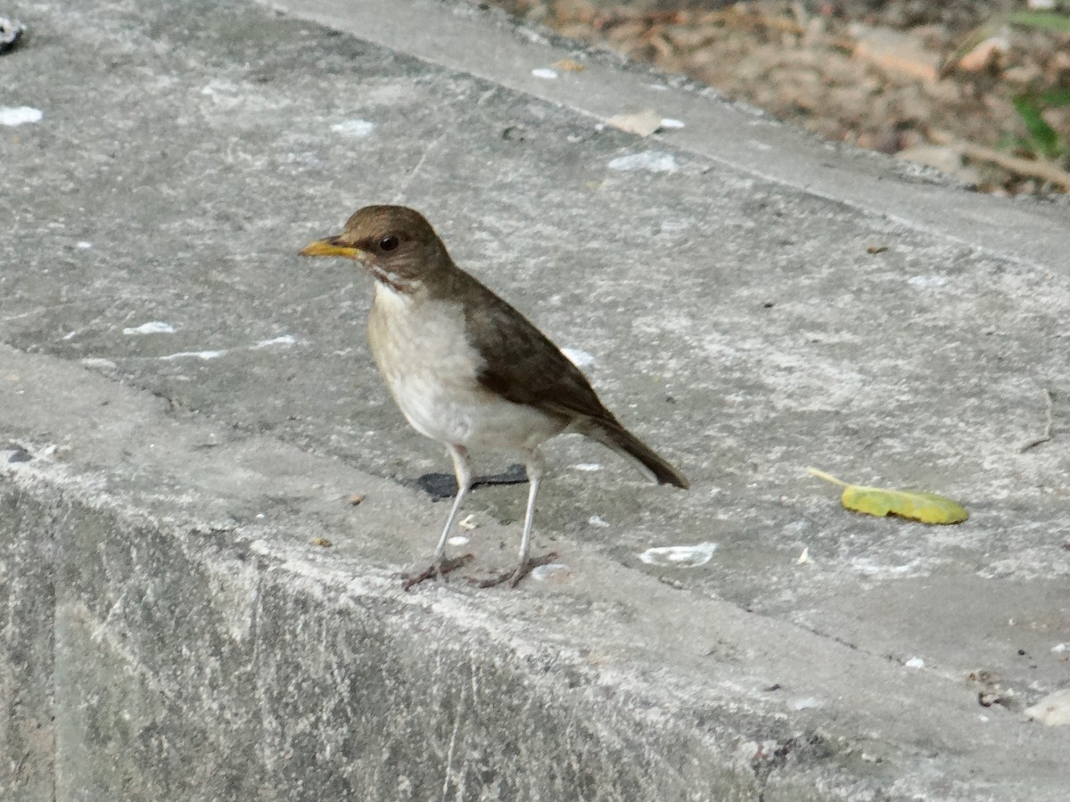 Creamy-bellied Thrush - ML642723073