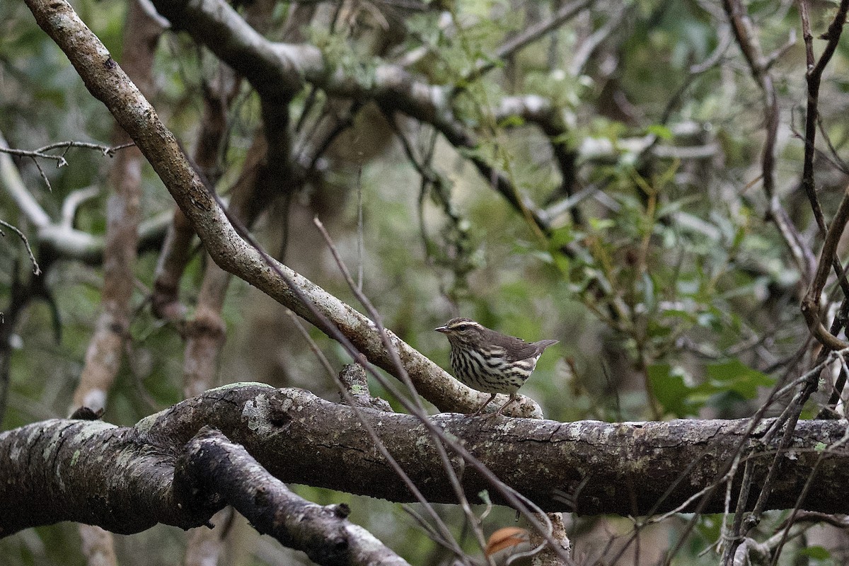 lesňáček olšový - ML642723115